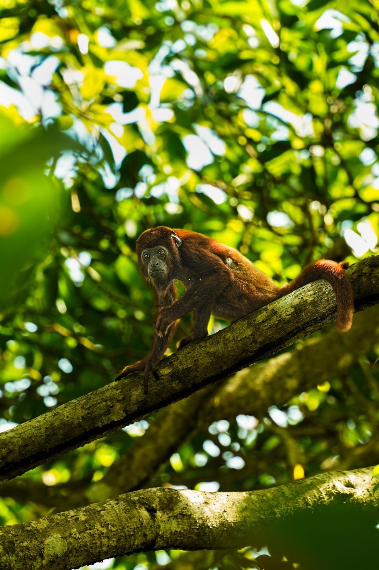 The Valley Tayrona Hostel -A unique nature experience El Zaino Extérieur photo